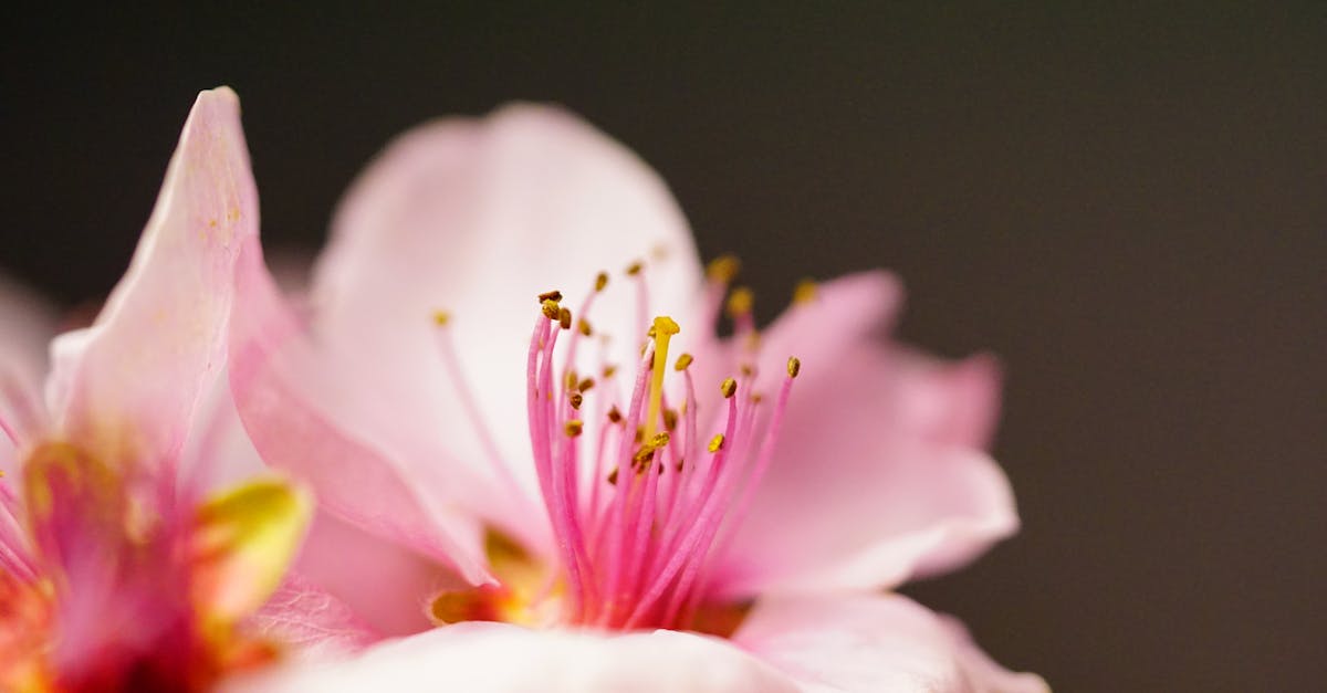 Macro photograph capturing the intricate details of a blooming pink flower with a blurred background.